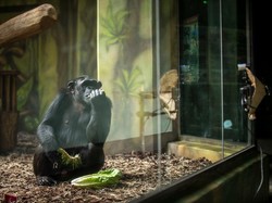 Apakah Hewan Bisa Berduka? Begini Penjelasannya