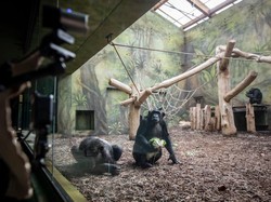 Studi: Hewan Juga Bisa Merasa Jijik dan Lebih Bersih dari Manusia