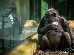 Pertama Kali, Simpanse Sembuhkan Luka dengan Mengoleskan Serangga Pertama Kali, Simpanse Sembuhkan Luka dengan Mengoleskan Serangga