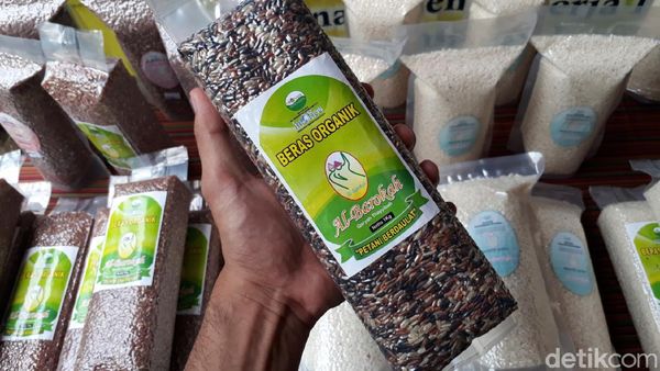 Melihat Sentra Padi Organik di Semarang