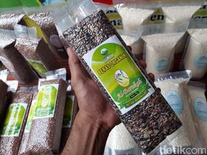 Melihat Sentra Padi Organik di Semarang