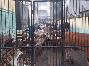 Pasar Kambing Tanah Abang Kebakaran, Hewan-hewan Dievakuasi