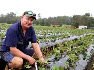 Petani Stroberi Australia Tawarkan Kesempatan Menang Undian Bagi Mereka yang Mau Memetik Saat Panen