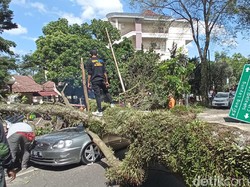 Pohon Tumbang Timpa Dua Mobil di Bandung