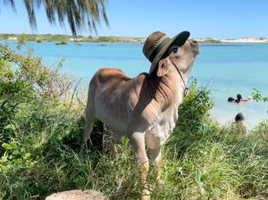 Setelah Kehilangan Induknya Secara Tragis, Anak Sapi Ini Merasa Dirinya Seekor Anjing