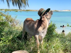 Setelah Kehilangan Induknya Secara Tragis, Anak Sapi Ini Merasa Dirinya Seekor Anjing