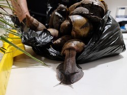 Bawa Terbang 22 Siput Afrika Raksasa yang Berbahaya, Pelancong Ini Ditahan