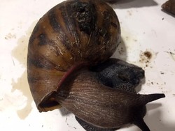 Terendus Bau Aneh, Ternyata Penumpang Bawa 90 Siput Raksasa di Dalam Tasnya