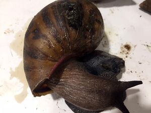 Terendus Bau Aneh, Ternyata Penumpang Bawa 90 Siput Raksasa di Dalam Tasnya Terendus Bau Aneh, Ternyata Penumpang Bawa 90 Siput Raksasa di Dalam Tasnya