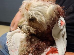 Pastor Baik Hati Selamatkan Anjing dari Terkaman Beruang Pastor Baik Hati Selamatkan Anjing dari Terkaman Beruang