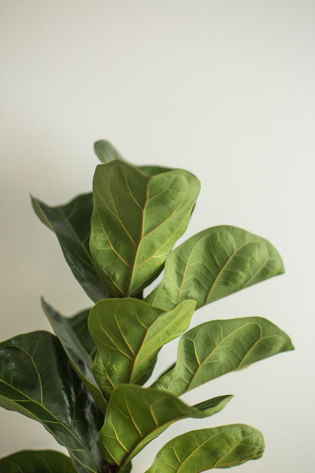 Ara Biola atau Fiddle leaf fig (Ficus lyrata). (Photo by Владимир Гладков from Pexels)