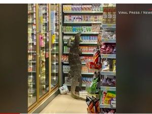 Biawak Raksasa Meneror Pembeli di 7-Eleven Biawak Raksasa Meneror Pembeli di 7-Eleven