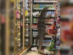 Biawak Raksasa Tiba-tiba Muncul di Minimarket Thailand, Pengunjung Panik