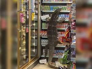 Biawak Raksasa Tiba-tiba Muncul di Minimarket Thailand, Pengunjung Panik Biawak Raksasa Tiba-tiba Muncul di Minimarket Thailand, Pengunjung Panik