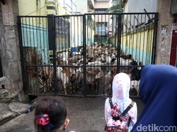 Ratusan Kambing Berduyun-duyun Masuk SD saat Kebakaran Tanah Abang