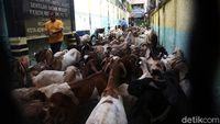 Bukan Siswa, SD Kebon Melati 01 Justru Dipenuhi Kambing