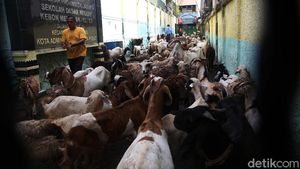 Bukan Siswa, SD Kebon Melati 01 Justru Dipenuhi Kambing