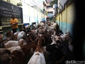 Bukan Siswa, SD Kebon Melati 01 Justru Dipenuhi Kambing Bukan Siswa, SD Kebon Melati 01 Justru Dipenuhi Kambing