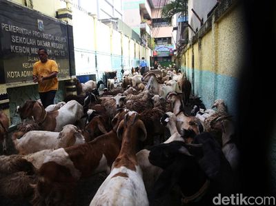 Bukan Siswa, SD Kebon Melati 01 Justru Dipenuhi Kambing