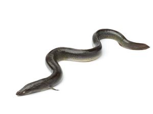 Apa Perbedaan Belut, Ikan Sidat, Unagi, dan Anago yang Sering Dikira Sama?