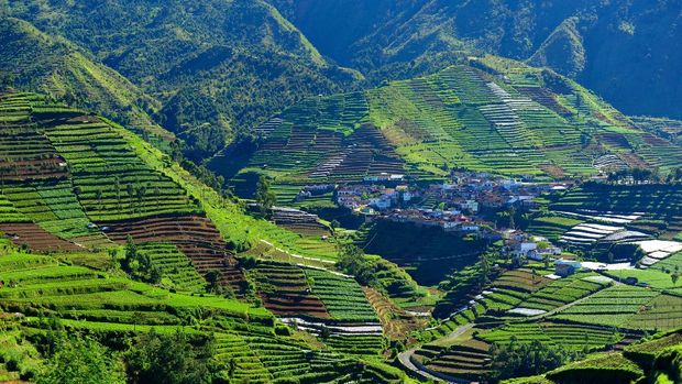 Rice terraces at Dieng Plateau  village in Java ,Indonesia.see more photo of Indonesia ...
