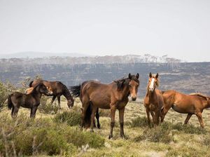 Ini 6 Hewan Peliharaan Kesayangan Nabi Muhammad SAW, Ada Kuda hingga Kucing