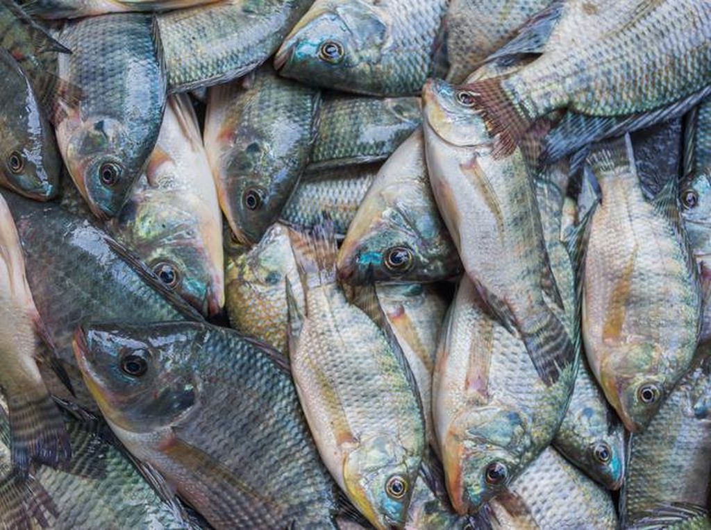 5 Fakta Ikan Nila, Ikan Air Tawar yang Kaya Nutrisi dan Khasiat