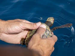 Ratusan Anak Penyu Dilepaskan ke Pantai