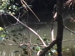 Warga Resah dengan Kemunculan Buaya di Sungai Citonjong Pangandaran