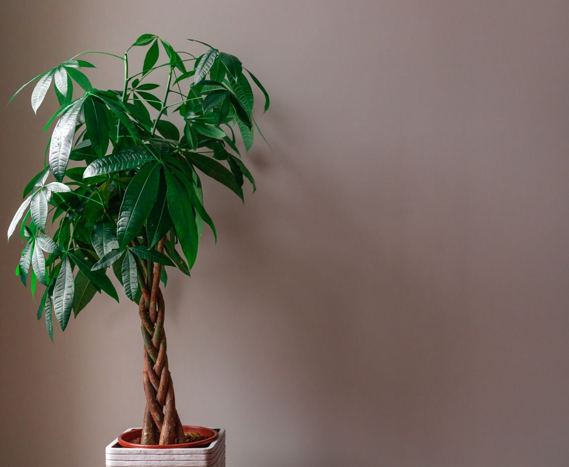 Wide Shot of a Money Tree against a Grey Background