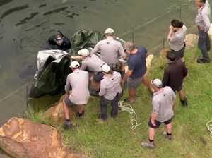 Simpanse Mati Mendadak Tanpa Alasan yang Jelas, Penjaga Kebun Binatang Terkejut