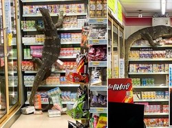 Tamu Tak Diundang! Biawak Raksasa 1,8 Meter Mampir ke Minimarket