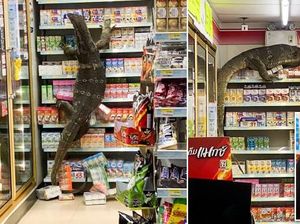 Tamu Tak Diundang! Biawak Raksasa 1,8 Meter Mampir ke Minimarket Tamu Tak Diundang! Biawak Raksasa 1,8 Meter Mampir ke Minimarket