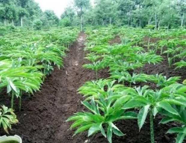 Tanaman Porang/pinterest.com Tanaman Porang