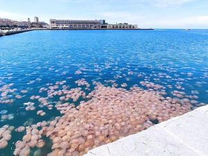 Hii... Ribuan Ubur-ubur Hantui Pelabuhan Italia