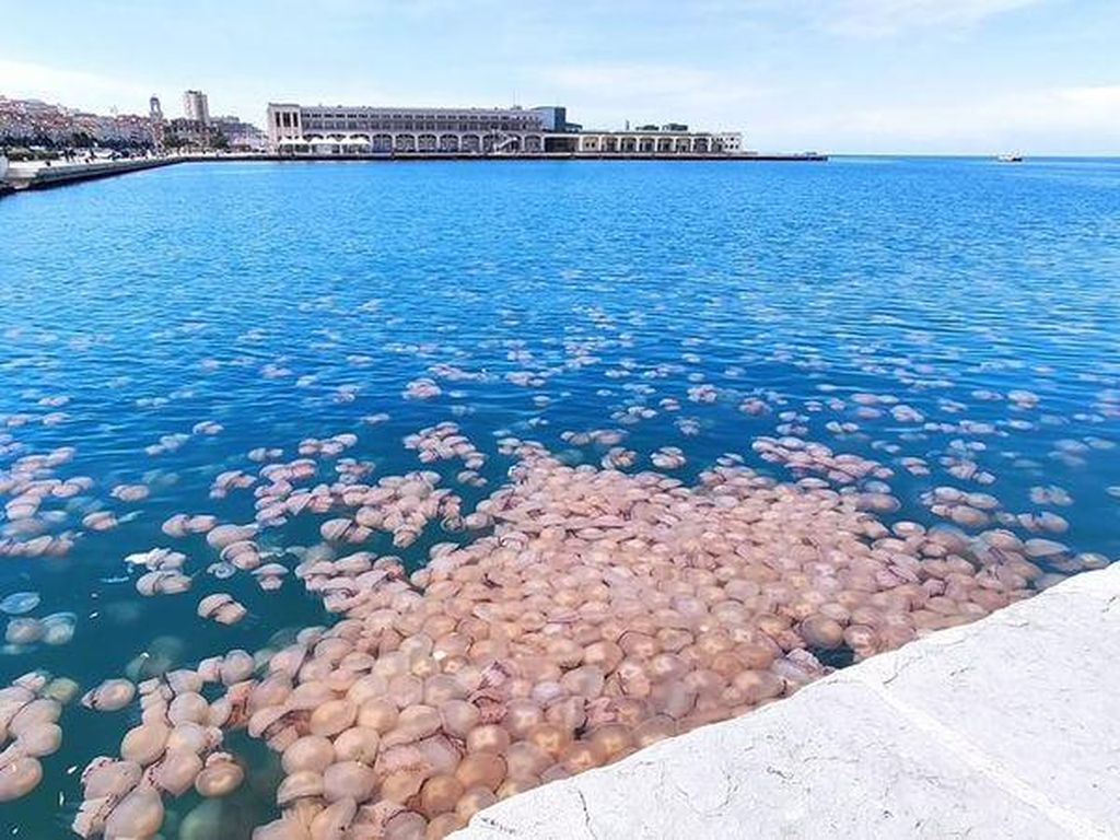 Hii... Ribuan Ubur-ubur Hantui Pelabuhan Italia Hii... Ribuan Ubur-ubur Hantui Pelabuhan Italia