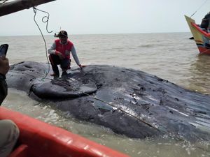 Bangkai Paus Berukuran 25 Meter Terdampar di Perairan Cirebon