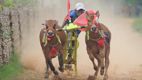Potret Keseruan Karapan Sapi se-Madura dan Probolinggo