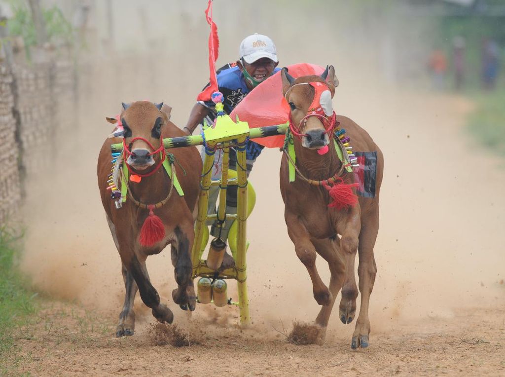 Potret Keseruan Karapan Sapi se-Madura dan Probolinggo Potret Keseruan Karapan Sapi se-Madura dan Probolinggo