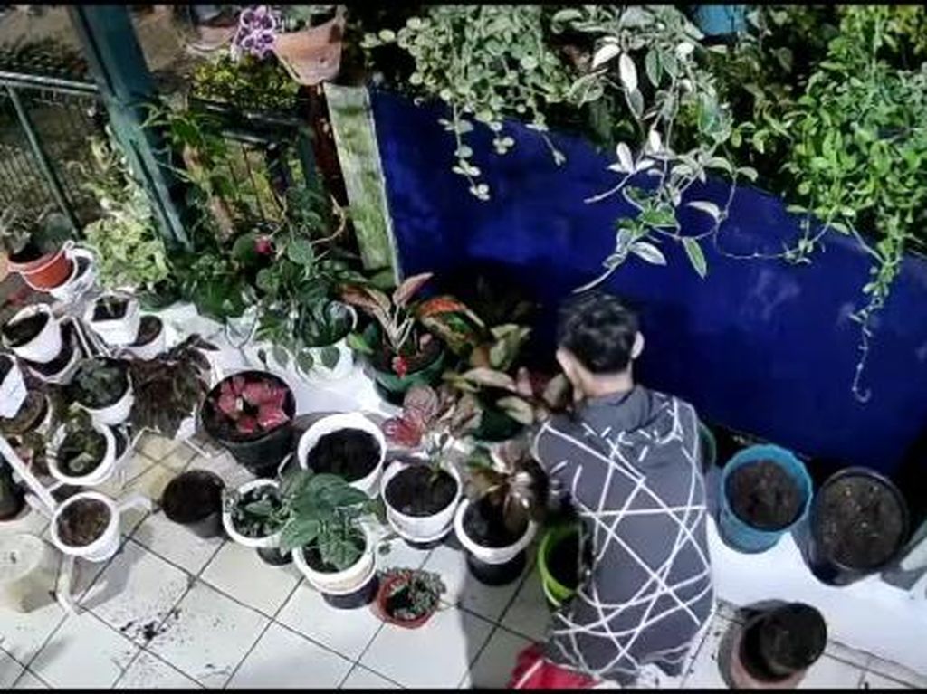 Aksi Santuy Pencuri Terekam CCTV: Gasak Bunga hingga Gondol Sandal Aksi Santuy Pencuri Terekam CCTV: Gasak Bunga hingga Gondol Sandal