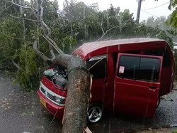 Angin Kencang Terjang Banjar, Mobil Tertimpa Pohon Tumbang