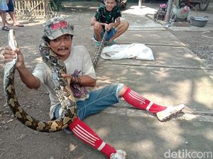 Mak Tratap! Ular Piton 4 Meter Ditangkap di Pekarangan Rumah Kudus