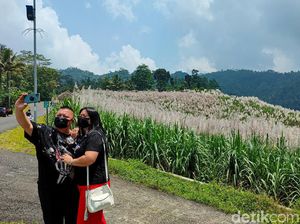 Bahagia Itu Sederhana, Ketika Tebu Berbunga Mendadak Jadi Tempat Piknik