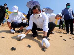 Lestarikan Lingkungan dengan Konservasi Terumbu Karang-Pelepasan Tukik Lestarikan Lingkungan dengan Konservasi Terumbu Karang-Pelepasan Tukik