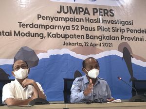 Respons Hasil Nekropsi 52 Paus Pilot, KKP Segera Ambil Tindakan