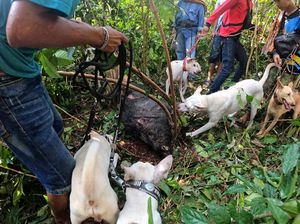 Ada Olahraga Berburu Babi di Jambi