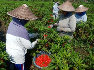Petani Pacar Air di Jombang Panen Jelang Ramadan, Keuntungan Rp 20 Juta Petani Pacar Air di Jombang Panen Jelang Ramadan, Keuntungan Rp 20 Juta