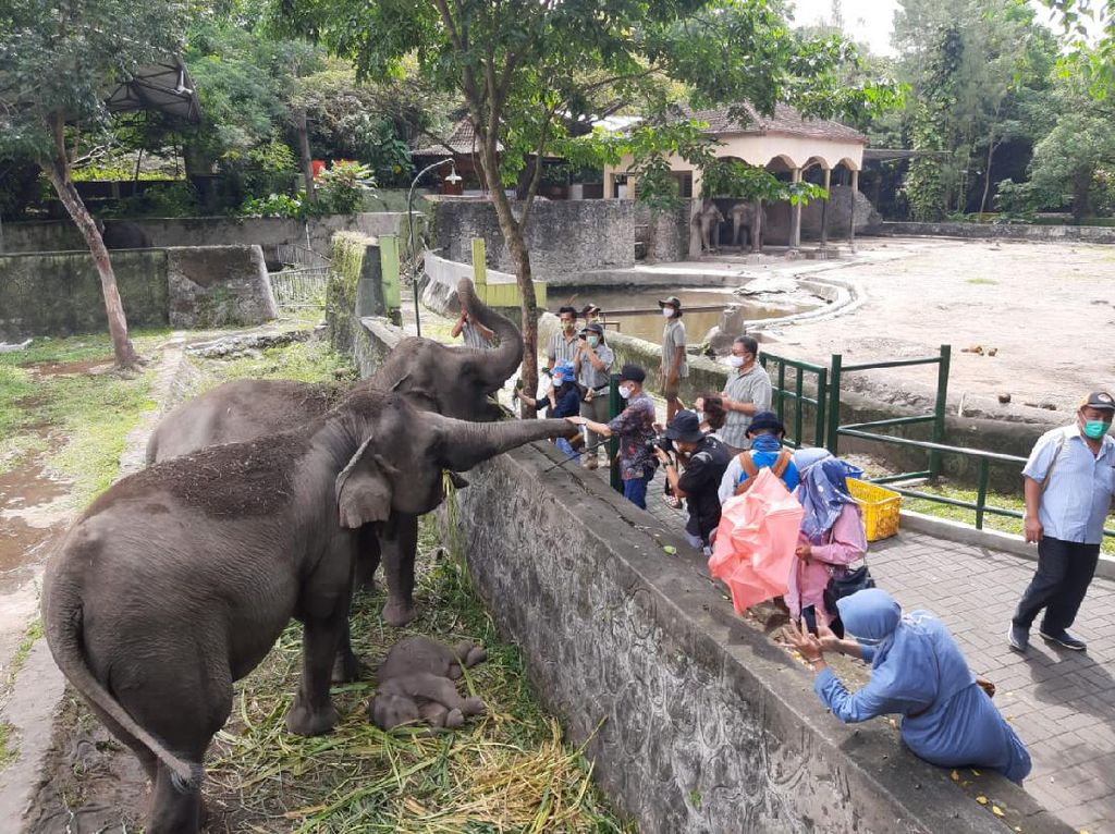 Minim Pemasukan, Selama Ramadhan GL Zoo Yogya Cuma Buka Akhir Pekan