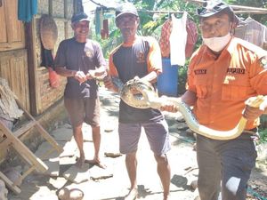 Hiii! Ular Piton Ini Ditangkap Saat Bergelung di Atap Kandang Ayam