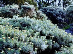 Sudah Tahu Belum? Ini Dia Alasan Bunga Edelweis Tak Boleh Dipetik